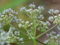 Imagem de Oxypolis fendleri (A. Gray) Heller