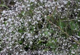 Image of Baby's breath