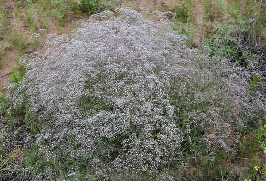 Image de Gypsophila paniculata L.