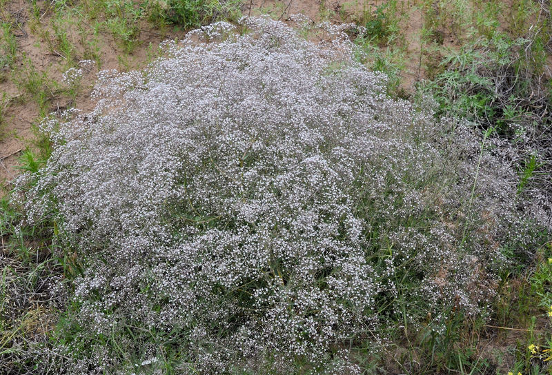 Imagem de Gypsophila paniculata L.