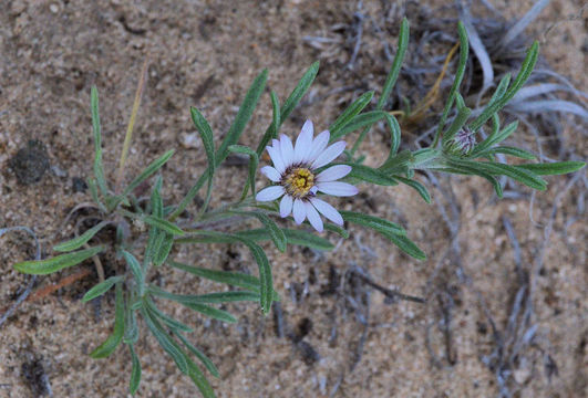 Image of Fendler's Townsend daisy