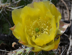 Image of Panhandle Prickly-pear