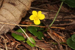 Sivun Viola sempervirens Greene kuva