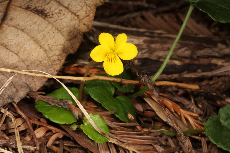 Image of Evergreen Violet