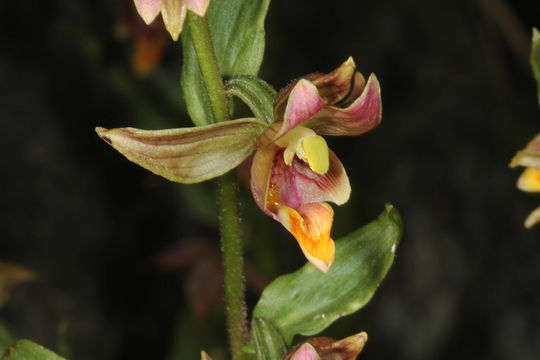 Image of Stream orchid