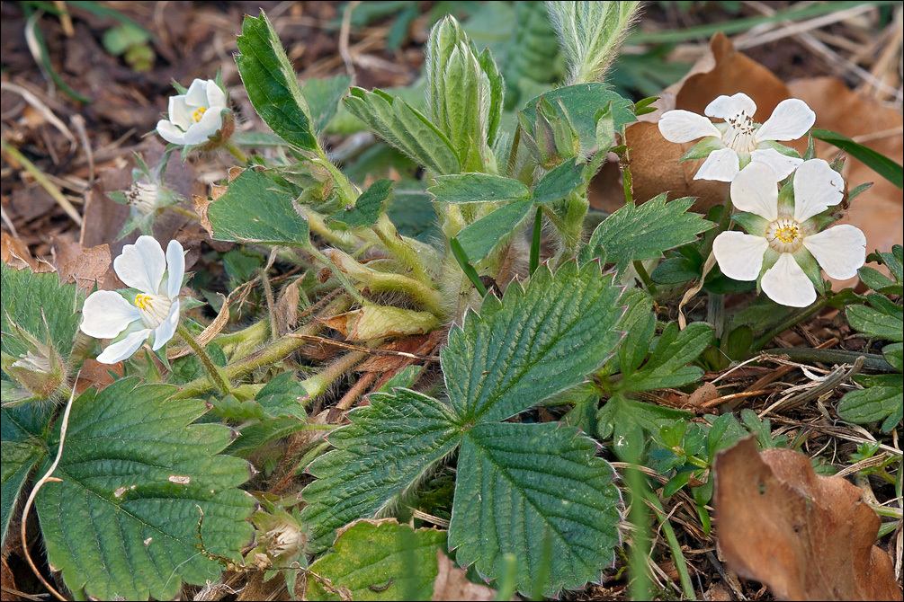 Image of Potentilla carniolica A. Kerner