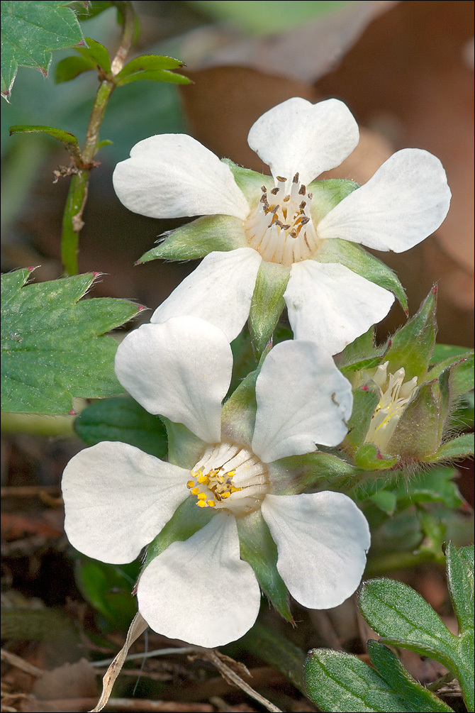 Image of Potentilla carniolica A. Kerner