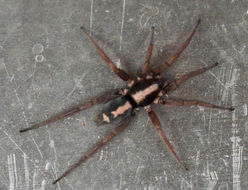 Image of Western Parson Spider