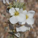 Image de Nerisyrenia camporum (A. Gray) Greene