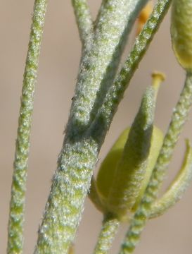 Image of Fendler's bladderpod