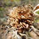 Image of Mt. Diablo helianthella