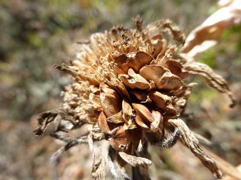 Image of Mt. Diablo helianthella