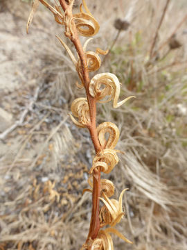 Image of <i>Camissoniopsis <i>cheiranthifolia</i></i> ssp. cheiranthifolia