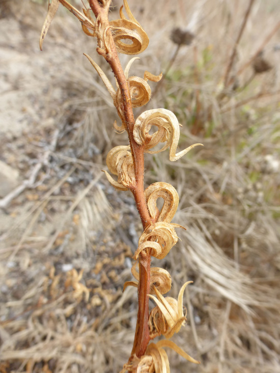 Image de <i>Camissoniopsis <i>cheiranthifolia</i></i> ssp. cheiranthifolia