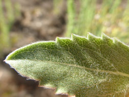 Image of telegraphweed