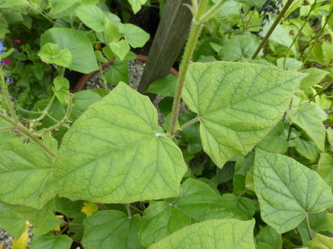 Sivun Salvia cacaliifolia Benth. kuva