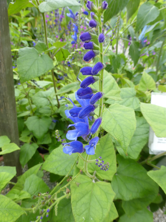 Image of Salvia cacaliifolia Benth.