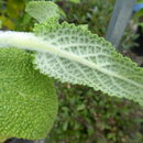 Image of African White Sage