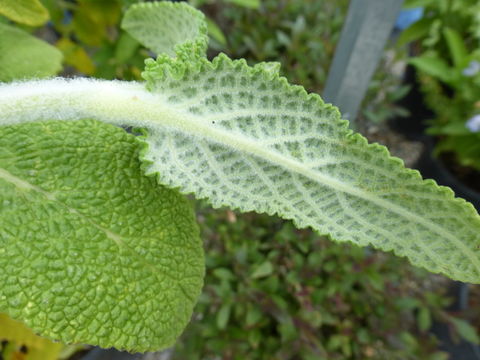 Image of Salvia radula Benth.