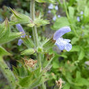 Salvia somalensis Vatke resmi