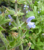 Imagem de Salvia somalensis Vatke