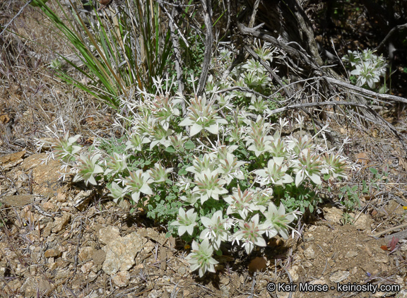 Image of yellow monardella