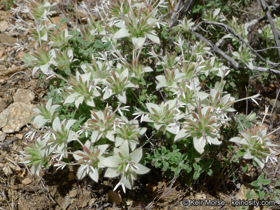 Image of yellow monardella