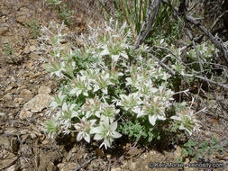 Image of yellow monardella