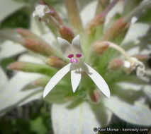 Image of yellow monardella