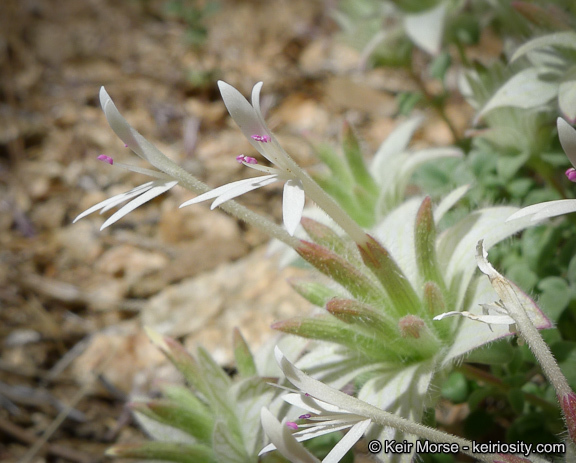 Image of yellow monardella