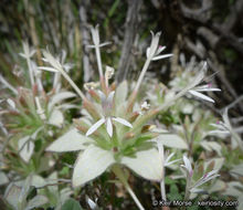 Image of yellow monardella