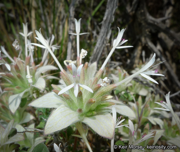 Image of yellow monardella