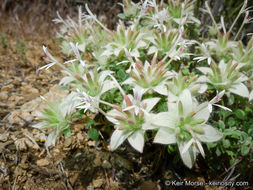 Image of yellow monardella