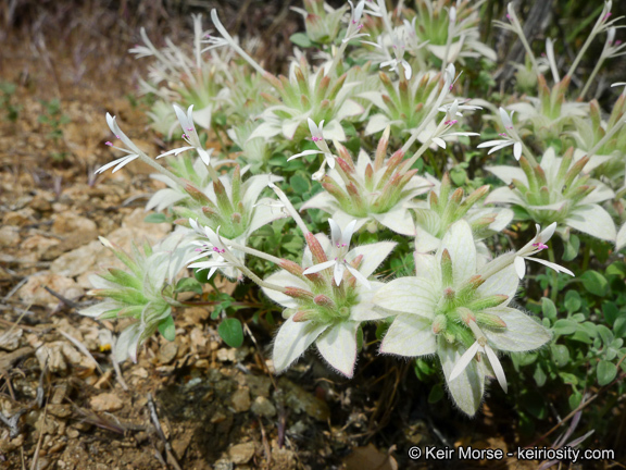 Image of yellow monardella