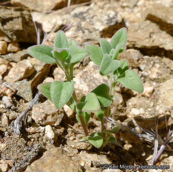 Image of yellow monardella