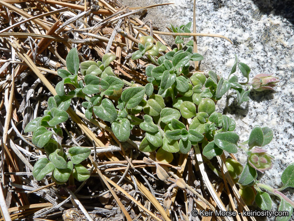 Image of yellow monardella