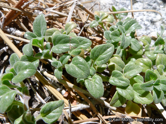 Image of yellow monardella