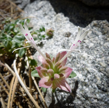 Image of yellow monardella