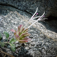 Image of yellow monardella