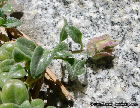 Image of yellow monardella