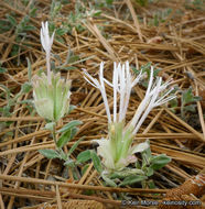 Image of yellow monardella