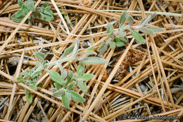 Image of yellow monardella