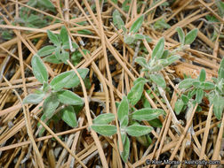 Image of yellow monardella