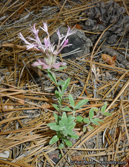 Image of yellow monardella