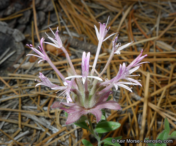 Image of yellow monardella