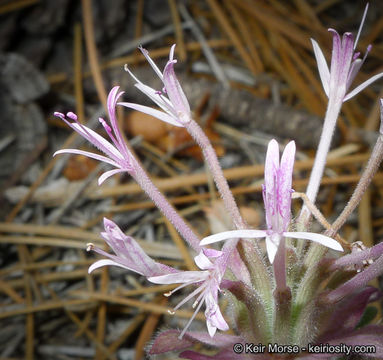 Image of yellow monardella