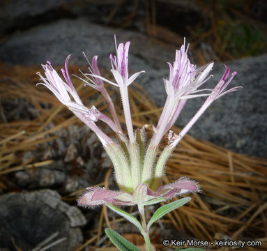 Image of yellow monardella