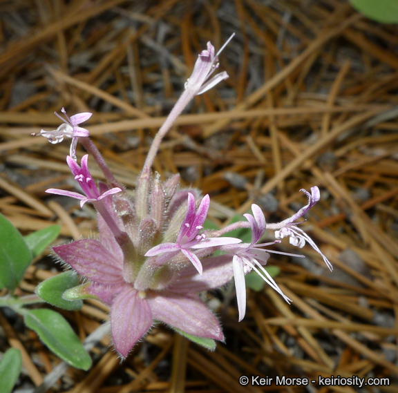 Image of yellow monardella