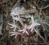 Image of yellow monardella