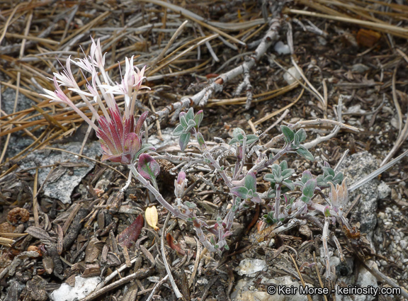 Image of yellow monardella